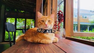 Just Like Villa - Ji'an - 3