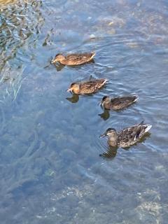 Villa Kosor Spring - 4