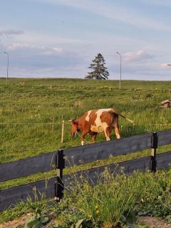 Mountain Shelter Gawlaki - 2