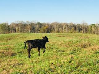 Country Cottage on Large Ky Farm - 5