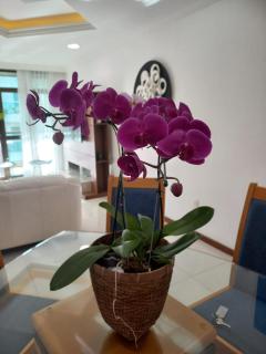 Cobertura duplex 50 m Praia do Forte com piscina na cobertura - 1