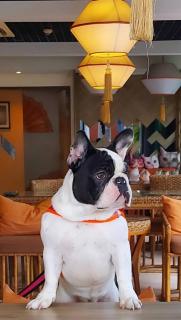 9 SUITE Luxury Boutique Hotel - Chiang Mai - 4