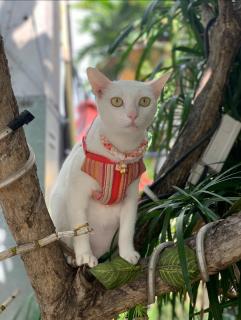 9 SUITE Luxury Boutique Hotel - Chiang Mai - 3