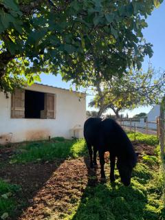 Herdade Da Maridona - Agroturismo - Estremoz - 6
