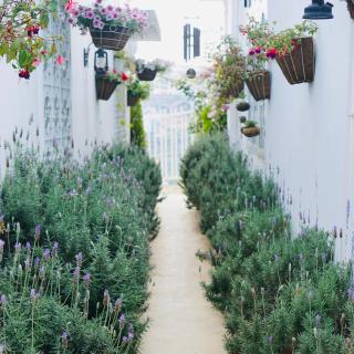 Lengkeng Da Lat Homestay - Dalat - 7