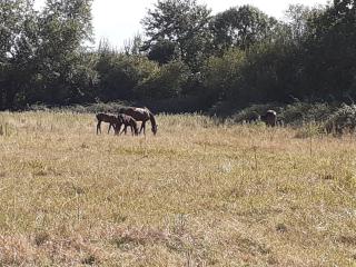 gîte du haras - Moult - 6