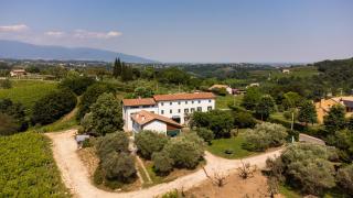 GATTO IN VIGNA - 1