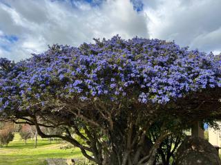 Snowy Mountains Retreat - Moonbah - 4