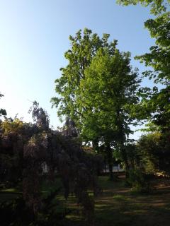 Villa Mirano Bed & Breakfast - Piossasco - 7