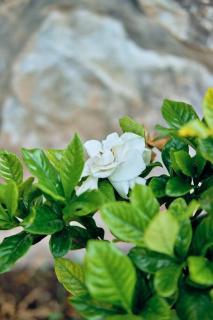 Cabaña Gardenia, Tapalpa - 7