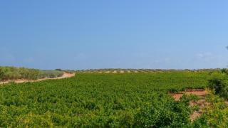 Finca Buytrón Montilla by Ruralidays - Montilla - 2