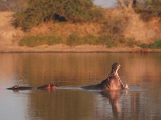 Mayas Lodge - Hectorspruit - 4