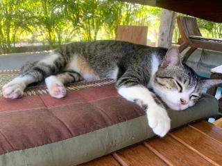 True Nature Chiang Mai - Yoga & Meditation Homestay Retreat - 4