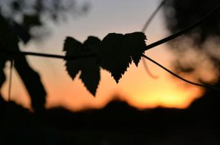 Agriturismo Arte et Agricoltura - Tuscania - 9