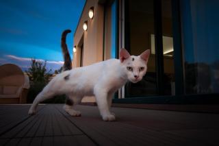 Sea Cats' Villas - Sutivan - 1
