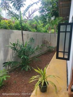 Ruk Tree, Midigama, Weligama - Midigama East - 2