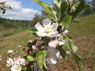 Gîte pour 4 avec terrasse couverte, parking privé et animaux acceptés - FR-1-589-367 - 4
