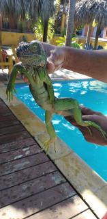 Hotel Pez de Oro - 9