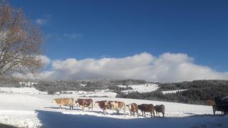 Naturpark Bauernhof Sperl - 8