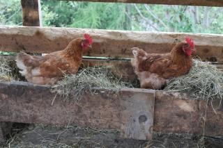 Haus Lärchenhof - Holzgau - 6