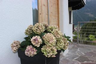 Das Zauberhaft - 1