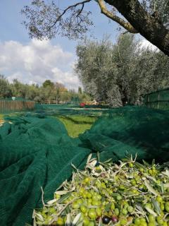 Il Podere di Sole - Roccastrada - 6