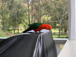 Hidden Gem, Megalong Valley, Blue Mountains - 1