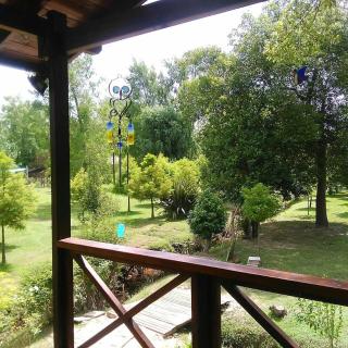 CARPINCHO AMARILLO - Tigre - 1