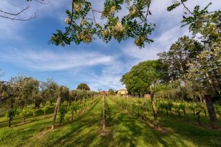 Podere Sant'Antonio - 1