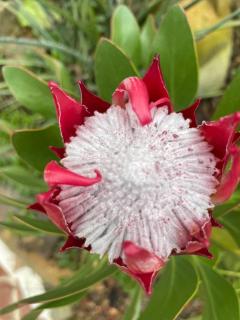 La petite maison dans la jungle - 5