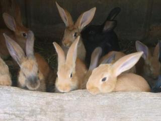 Gîte spacieux et confortable au Val d'Ajol, à proximité de Plombières-les-Bains, animaux de ferme ! - FR-1-589-139 - Le Val-dʼAjol - 2