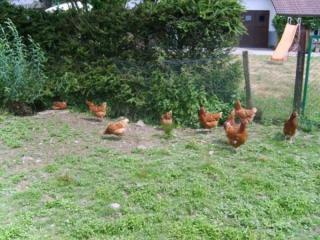 Gîte spacieux et confortable au Val d'Ajol, à proximité de Plombières-les-Bains, animaux de ferme ! - FR-1-589-139 - 1