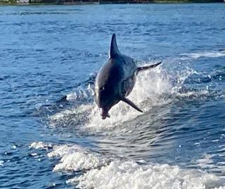 Dolphin Bay Hideaway - Bocas del Toro - 1