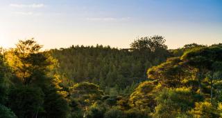 AWAY Treehouse & Forest SPA - Arran Bay - 3