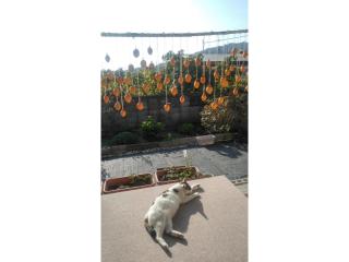 Guesthouse Farmor - Vacation STAY 15083v - Imabari - 4