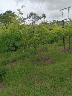 Recanto das Videiras - 1