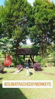 Sumatra Cheeky Monkeys - Bukit Lawang - 7