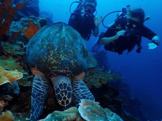 Araya Dive Resort Togean - Bomba - 6