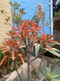 ArtKaroo Stay - Oudtshoorn - 8