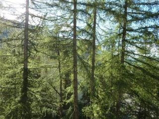 Appartement cosy, skis aux pieds, proche centre station, balcon sud, 6 pers. - FR-1-322-197 - 4