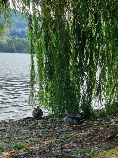 I GELSI - Holiday Home - 3