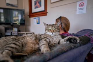 Mountain View Backpackers - 4