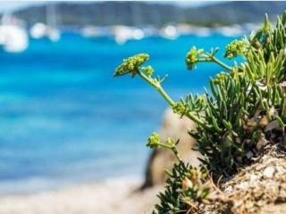 Studio pour 4 personnes avec terrasse et plage directe au Lavandou - FR-1-251-251 - Le Lavandou - 3