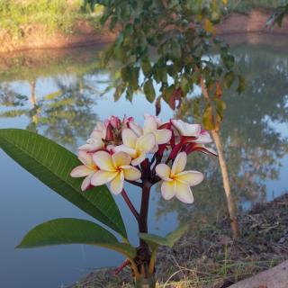 Yoga Homestay Seka - 4