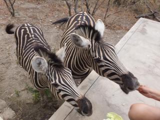 Lionsview Private Lodge - 4 Lions - 2