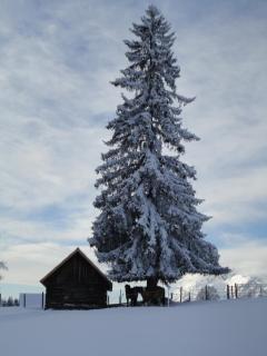 Ferienhaus Bichlhütte - Pruggern - 6