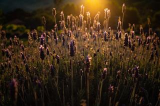 Chales Canto da Natureza - 5