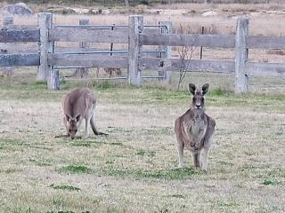 Spencer Lane Cottage & Granny Flat - Stanthorpe - 7