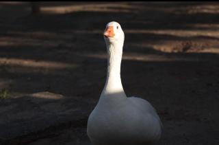 Fazenda Terra Bonita - 1