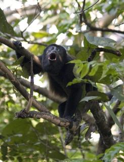 Bougainvillea 4315 Ph- Luxury 3 Bedroom Ocean View Resort Condo - 2